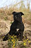 STAFFIE 333